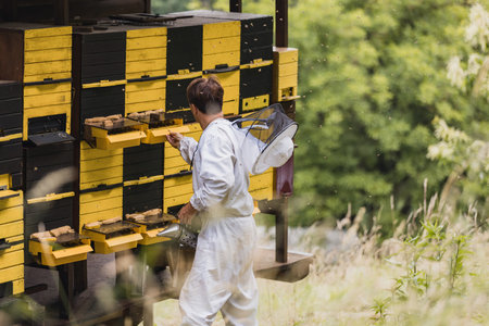 Beekeeper standing in front of the beehives, doing beehive monitoring by observing and checking a...