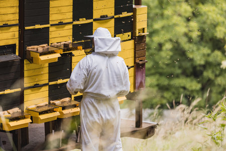 Beekeeper in a protective suit with a hat and veil, surrounded by a honey bee swarm, checking the hive entrancesの写真素材