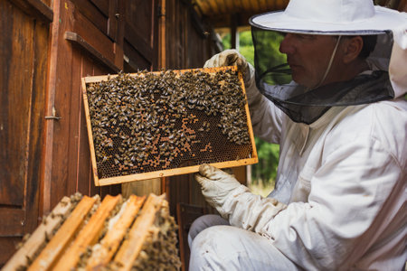 Male beekeeper doing an inspection, opening the beehive, checking brood and honey, side view. Concept of maintenance of bee colony.の写真素材