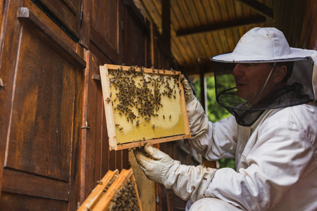 Beekeeper doing a hive inspection, carefully taking hive frames and checking bees and honeycomb....
