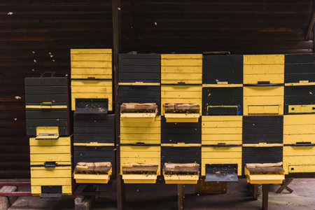 Apiary during the springtime, the activity of bees in front of the beehive entrance, flying and hovering around the hiveの写真素材