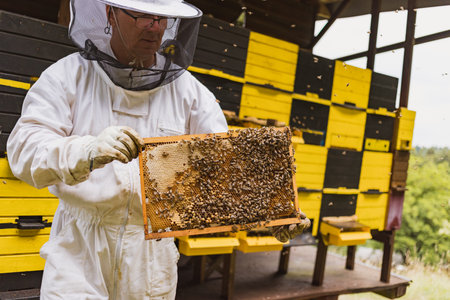 Male beekeeper in full protective gear working in an apiary, checking the beehive while a bee swarm...