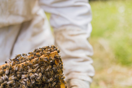 Beekeeper working collect honey at beehive and checking honeycomb with bees flying around