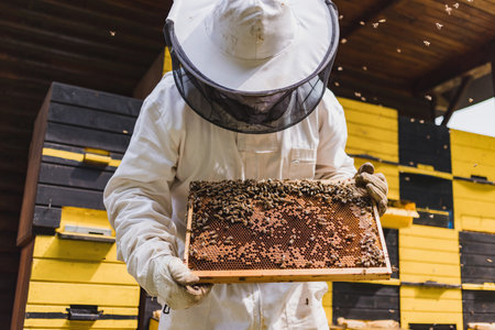 Hobby honey farmer standing in an apiary, in front of beehives, holding a wooden hive frame covered with bees and combの写真素材