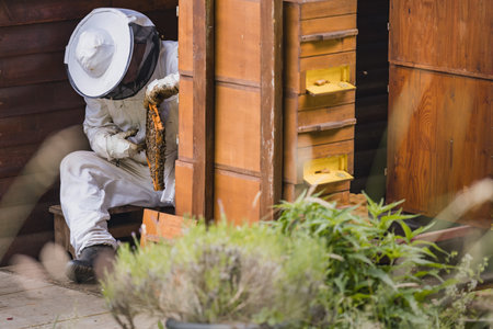 Beekeeper pulling from a beehive a wooden frame with a honeycomb and bees while a bee smoker beside...