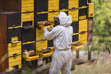 Beekeeper standing in front of the beehives, doing beehive monitoring by observing and checking a hive entranceの写真素材