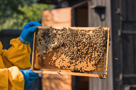 Hive frame covered with bees and honeycomb, part of the modern movable-comb hive, macro shot....