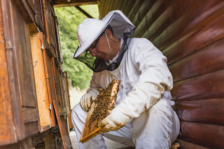 Male beekeeper carefully taking out the honey frame from a wooden beehive, checking bees and honeycomb Beekeeping and organic honey farming concept.の写真素材