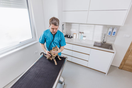 Veterinarian examining a patient, a beautiful brown cat, with a stethoscope in a medical veterinary office.の写真素材