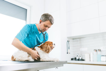 Veterinarian using a stethoscope to examine, diagnose, and treat a dog, listen to his lungs, and...
