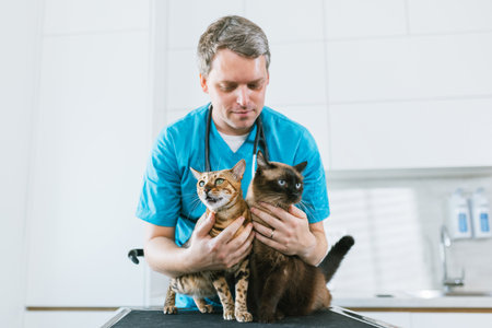 Veterinarian doctor petting two beautiful cats before health exam in the clinic. Pet animals care...