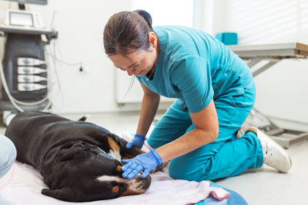 A female veterinarian is attentively examining a joyful dog in a well-equipped vet clinic. She provides gentle care and reassurance, showcasing her dedication to animal health.の写真素材