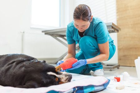 A veterinary technician tends to a dogs paw, applying a colorful bandage in a well-lit clinic. The dog appears calm while receiving care.の写真素材