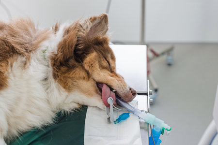 Vet surgeon and anesthetist prepare a dog on the operating table for a surgical procedure. Veterinary urgent care and surgery center concept.の写真素材