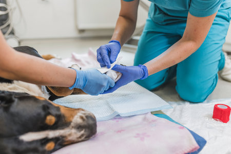 A dog is receiving medical attention for an injured paw in a veterinary clinic. A veterinarian is carefully examining and treating the wound while using protective gloves.の写真素材