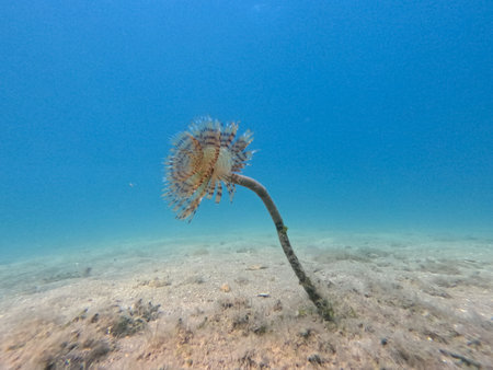 A remarkable underwater plant stands tall on a sandy ocean floor, surrounded by clear blue water, showcasing its delicate structure and vibrant colors in the serene marine environment.の写真素材