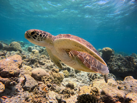 A green sea turtle swims among colorful coral formations in a vibrant marine environment. Sunlight...
