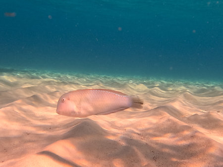 A vibrant fish glides gracefully over sandy ocean floor. Sunlight filters through water, illuminating the fish and creating a serene underwater atmosphere.の写真素材