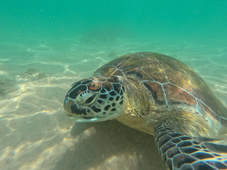 A green sea turtle glides through the clear waters of the Maldives, showcasing its unique shell patterns and vibrant surroundings. Sunlight dances on the sandy ocean floor.の写真素材