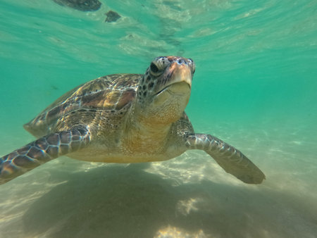 A green sea turtle glides gracefully through the crystal clear waters of the Maldives, showcasing...