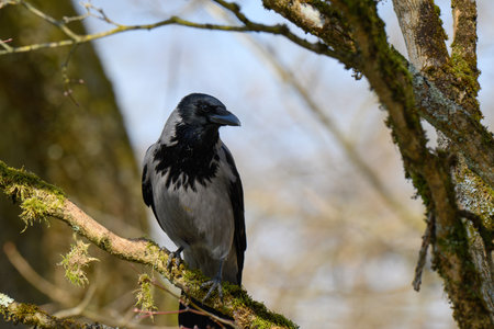 A crow rests quietly on a moss-covered branch against the backdrop of greenery. Sunlight filters...