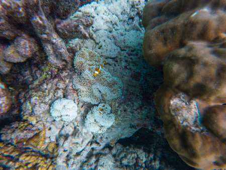Magnificent sea anemone with vibrant orange clownfish nested in its tentacles and surrounding corals, underwater beauty shot.の写真素材