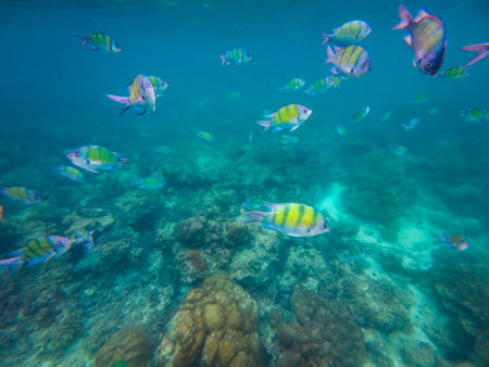 Vibrant and colorful sergeant major fish travel in aggregation, in shoal, while feeding, swimming near corals, underwater shot.の写真素材