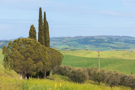 Beautiful landscape showcasing lush green hills and tall cypress trees under a clear sky. The serene countryside offers a peaceful retreat, inviting exploration of natures beauty.の写真素材
