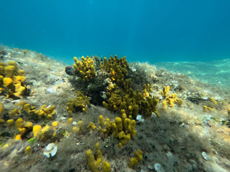 Vibrant yellow coral formations grow on the ocean floor, surrounded by sand and small aquatic life. Sunlight penetrates the water, enhancing the stunning colors of this marine habitat.の写真素材