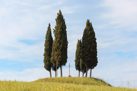 Five tall cypress trees rise majestically on a grassy hilltop, reaching towards a clear blue sky. The tranquil setting evokes a sense of peace and natural beauty.の写真素材