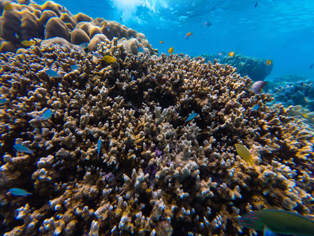Seabed with corals, swaying anemone, and vibrant clownfish, stunning marine biodiversity, underwater shot.の写真素材