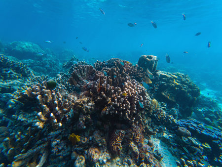 Fantastic sea life with striped sergeant major fish and corals in a natural habitat, beautiful tropical turquoise water, underwater shot.の写真素材