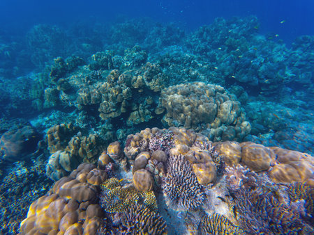 Seabed with corals, swaying anemone, and vibrant clownfish, stunning marine biodiversity, underwater shot.の写真素材