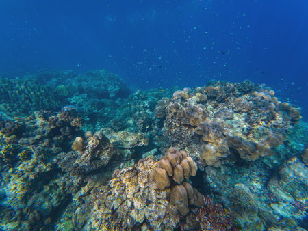 Fantastic sea life with striped sergeant major fish and corals in a natural habitat, beautiful tropical turquoise water, underwater shot.の写真素材