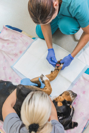 Veterinarian treats dogs injured paw with care in a bright and modern veterinary clinic. Focus on...