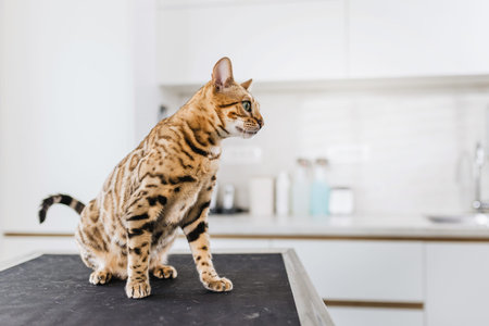 Bengal cat sitting on a veterinary examination table in a modern clinic, alert feline waiting for a...