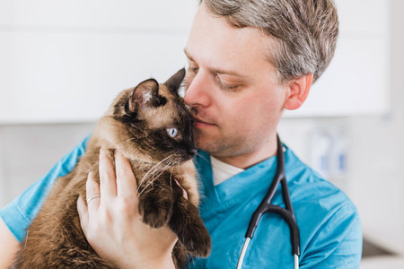 Veterinarian examines a domestic cat during a health check at a veterinary clinic. The vet checks...