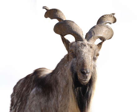 a proud lone mountain goat on a white backgroundの写真素材