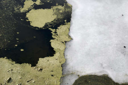 green duckweed and ice on the surface of the riverの写真素材