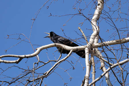 spring, a black crow on a white birchの写真素材