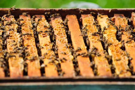 beehive