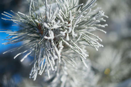 Fur-tree branch with ice and snow. Close-upの写真素材