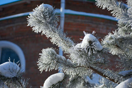 Fur-tree branch with ice and snow. Close-upの写真素材