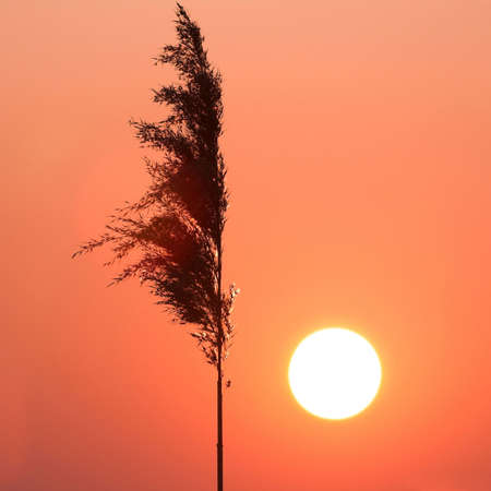 reed and sunの写真素材