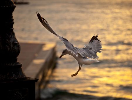 seagull