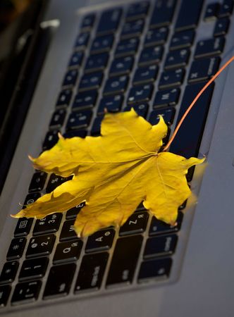 Yellow maple leaf on laptop keyboardの写真素材