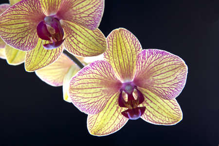 Orchid flowers isolated on black backgroundの写真素材