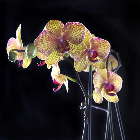Orchid flowers isolated on black backgroundの写真素材