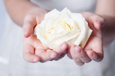 Rose in handsの写真素材