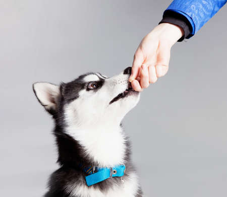 Siberian husky puppy in studioの写真素材